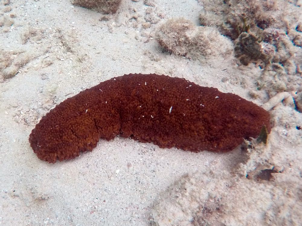 Three-Rowed Sea Cumber (12