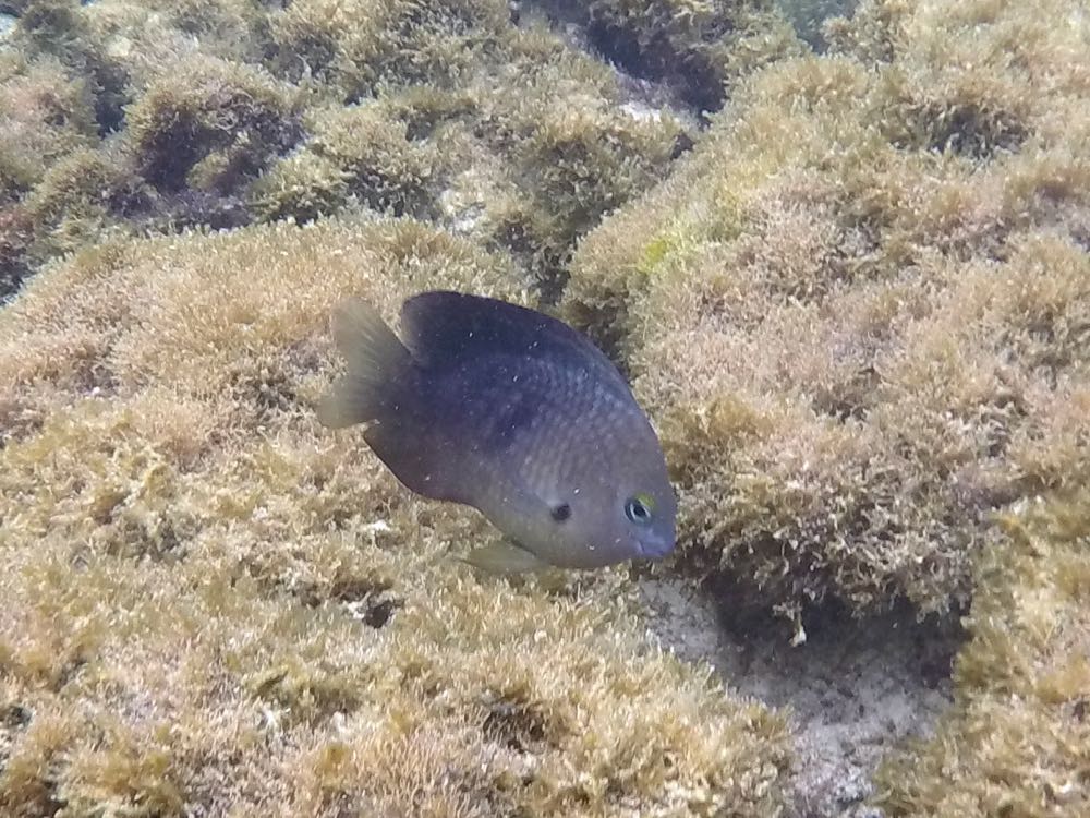 Threespot Damselfish (3