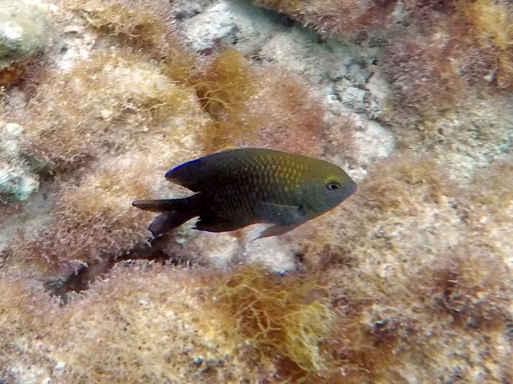 Threespot Damselfish (4