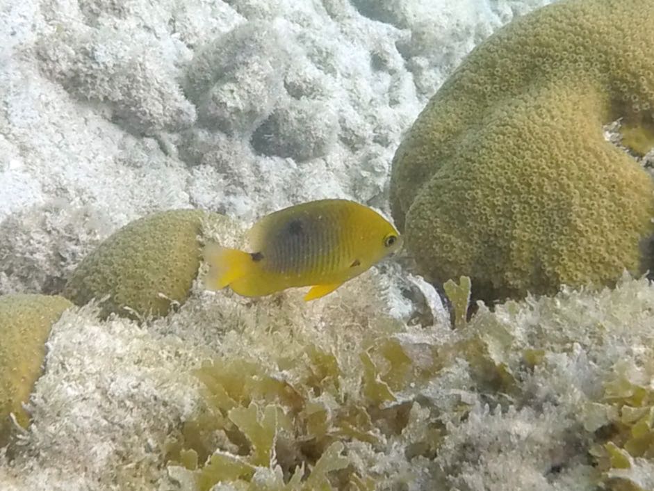 Threespot Damselfish Intermediate (2