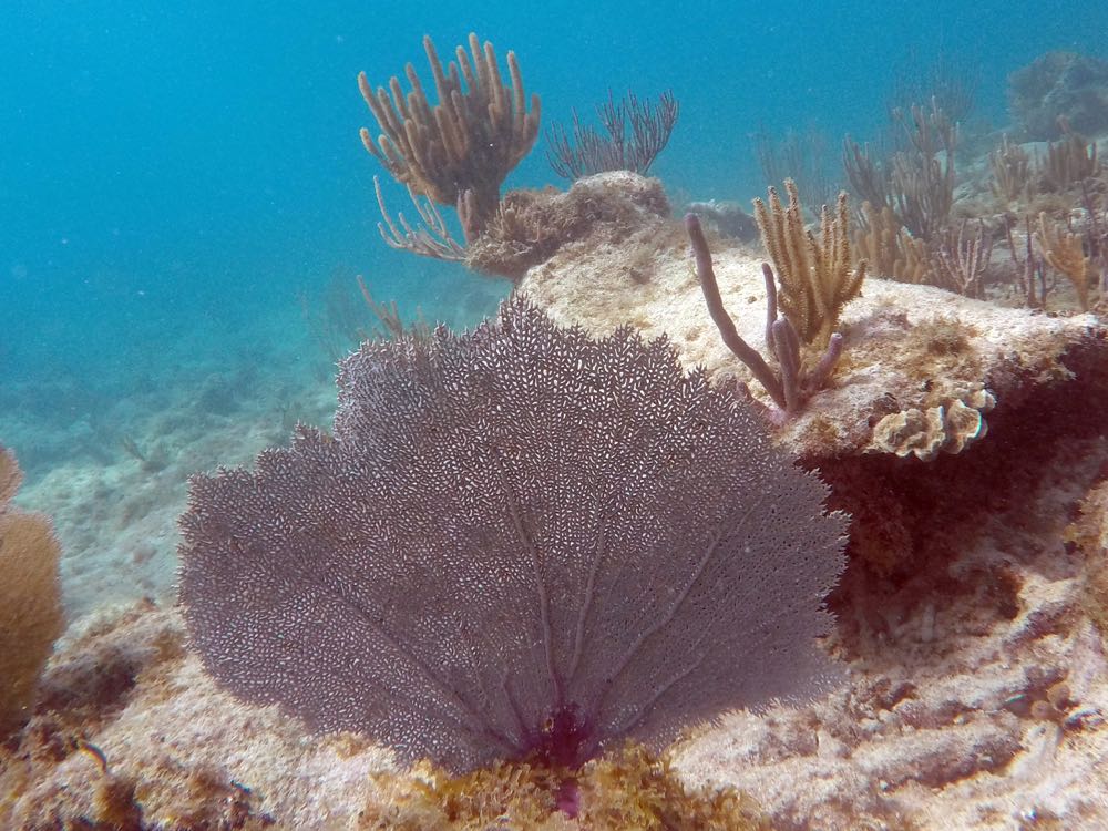 Venus Sea Fan