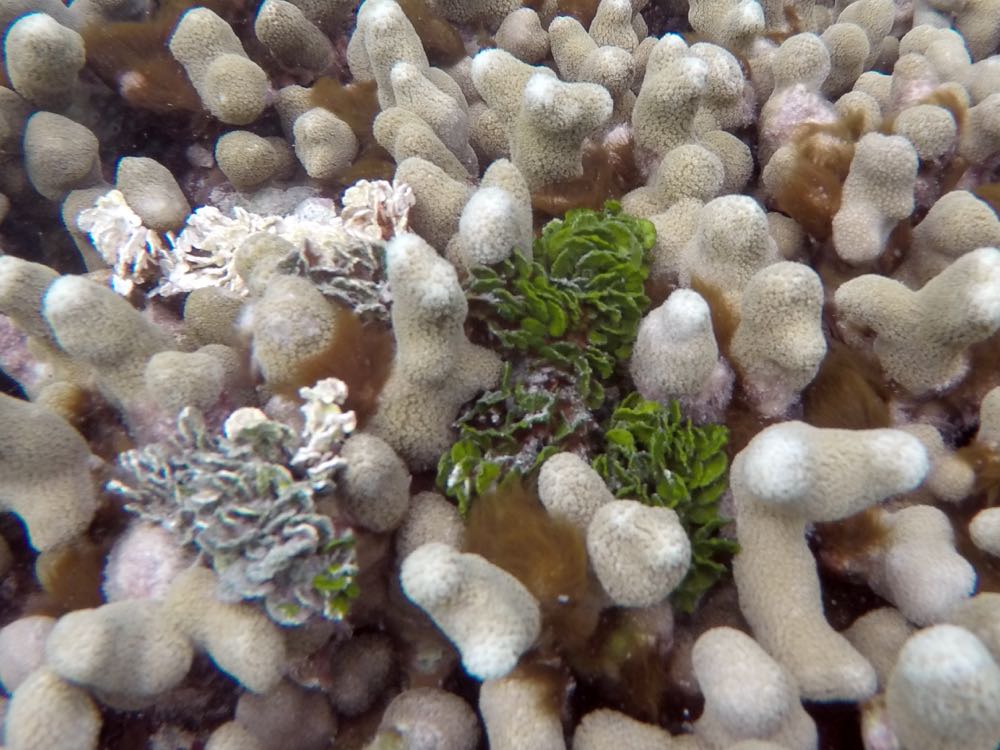 Watercress Alga