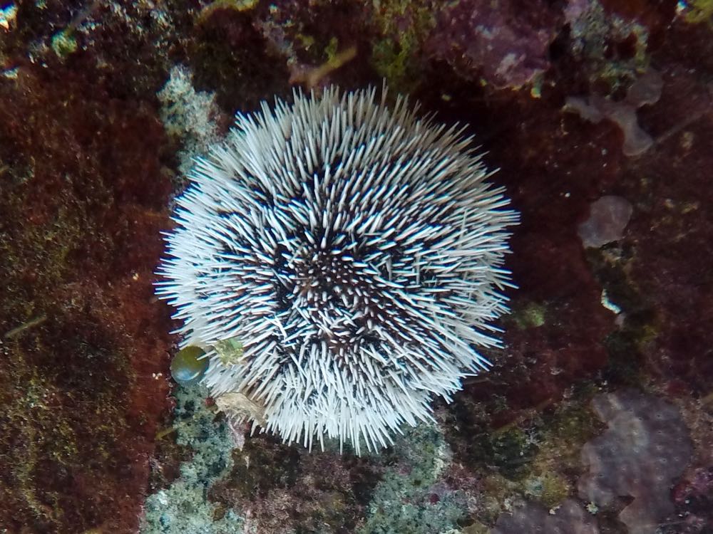 West Indean Sea Egg (4