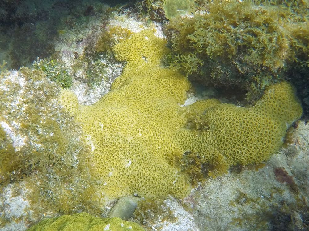 White Encrusing Zoanthid