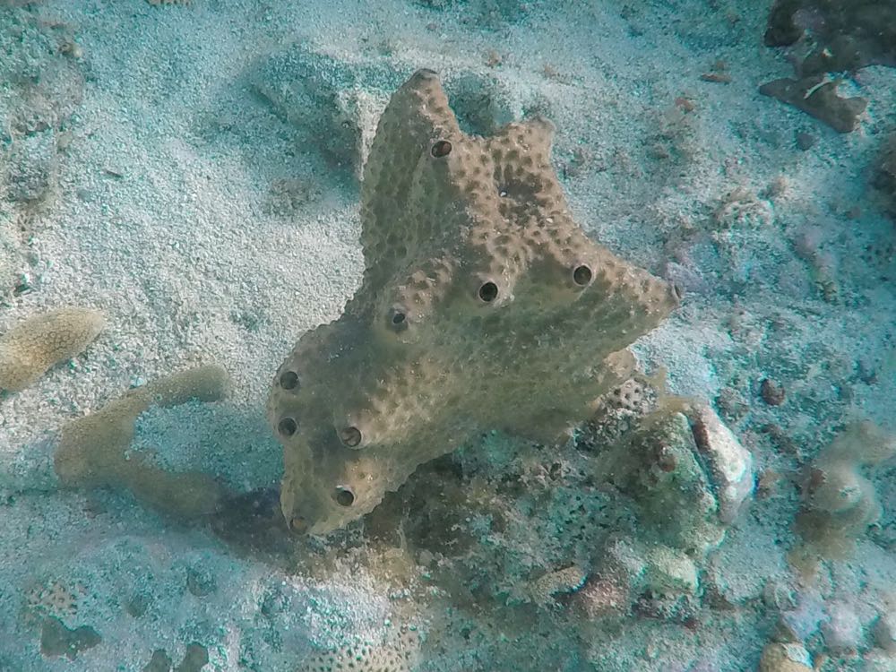 White Lumpy Encrusting Sponge