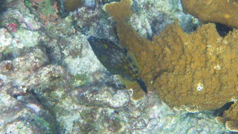 Whitespotted Filefish (10