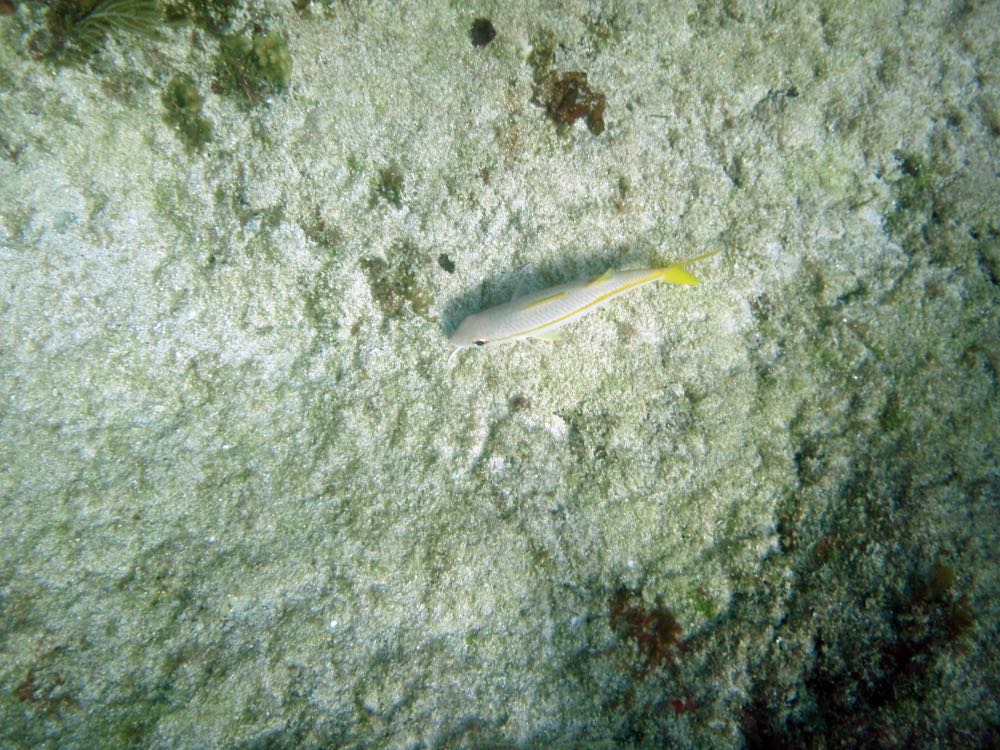 Yellow Goatfish