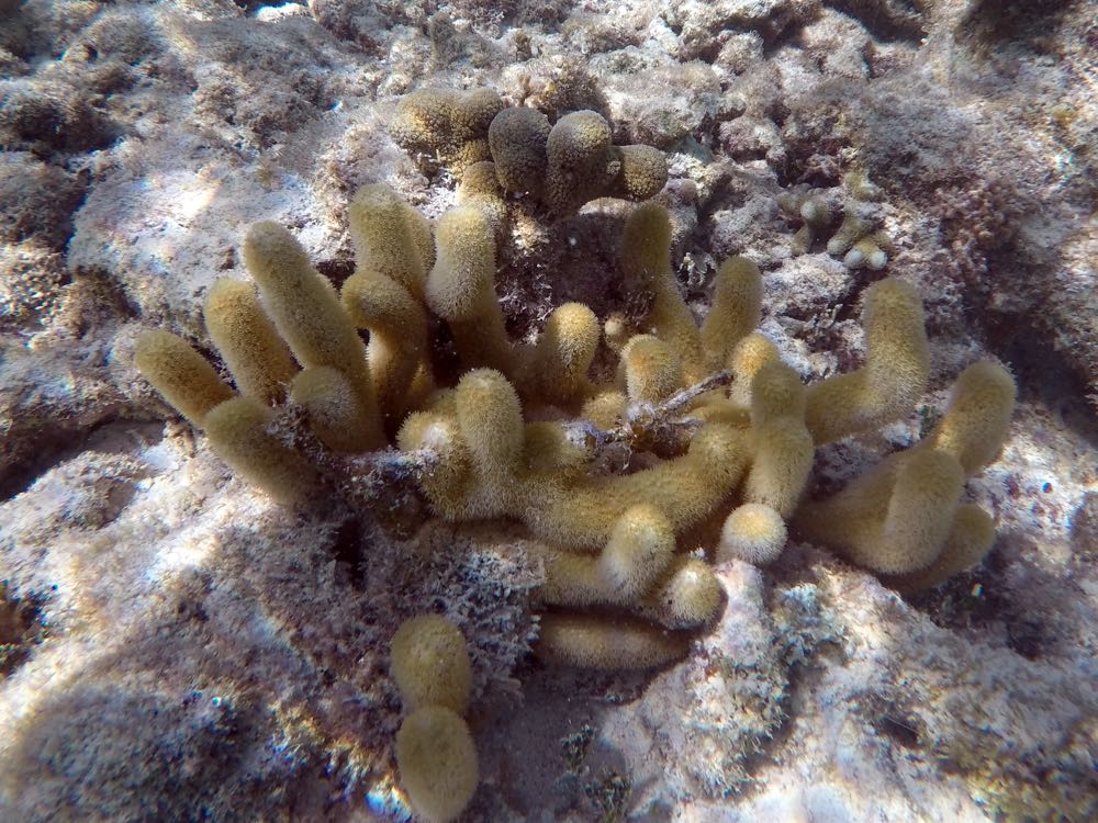 Yellow Pencil Coral