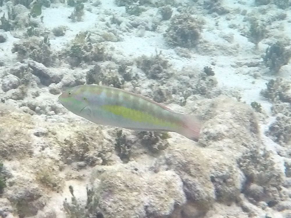 Yellowcheek Wrasse (4