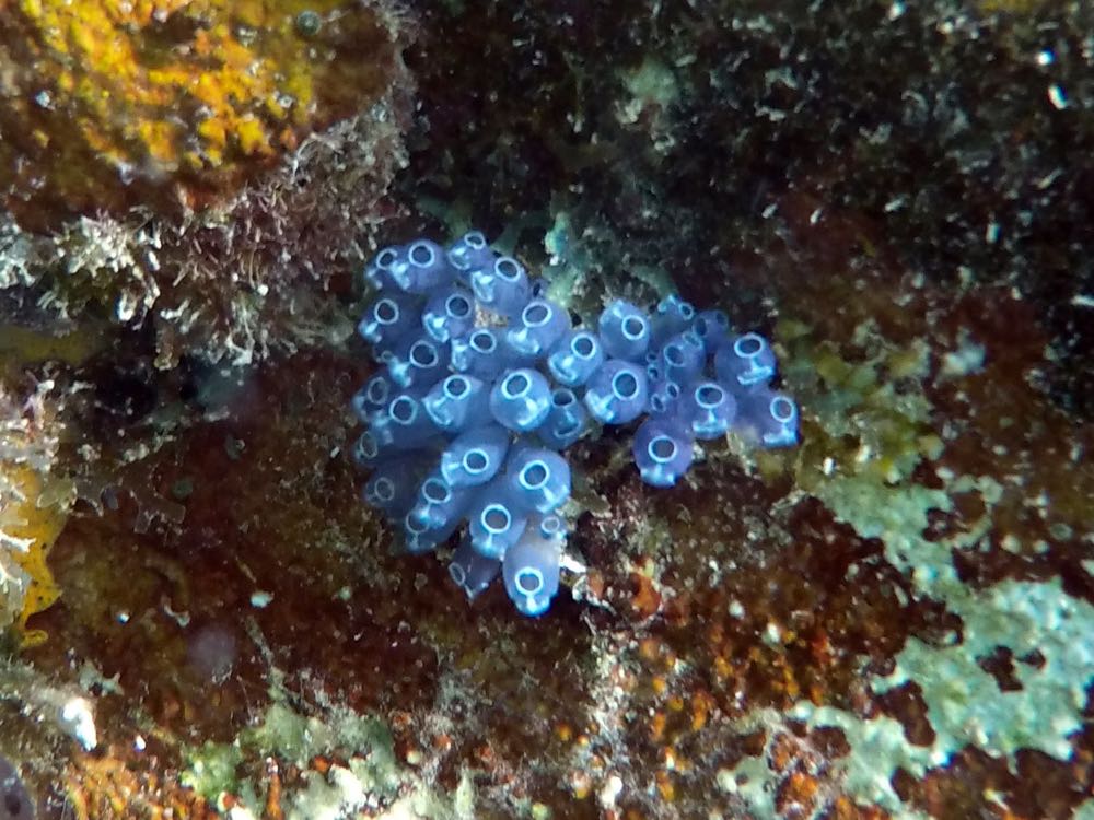 Blue Bell Tunicate