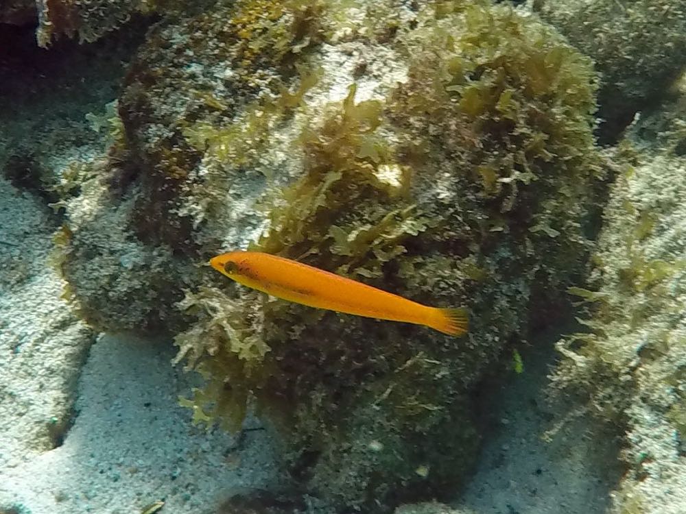 Yellowhead Wrasse Juvenile
