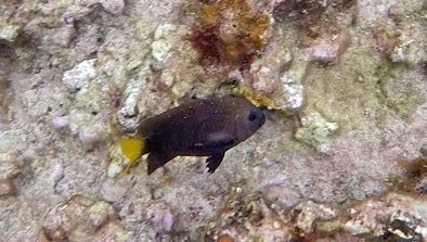 Yellowtail Damselfish Female (S)