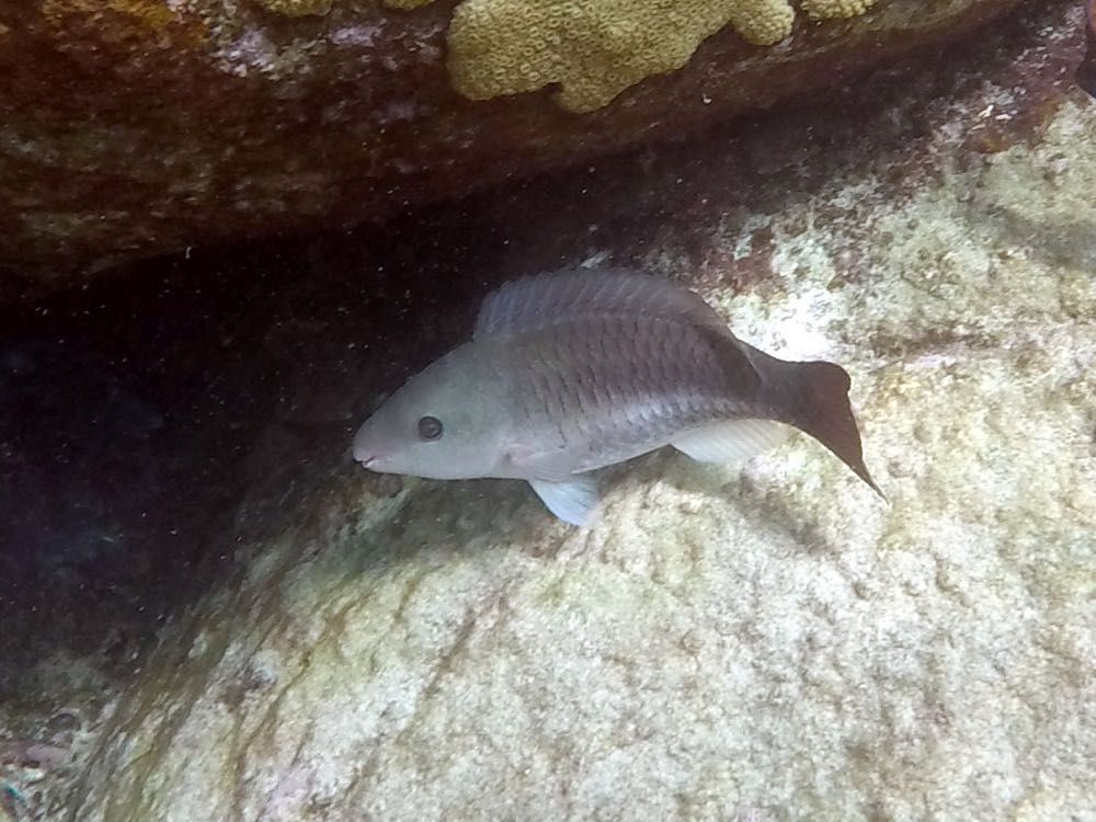 Yellowtail Parrotfish Initial Phase (8