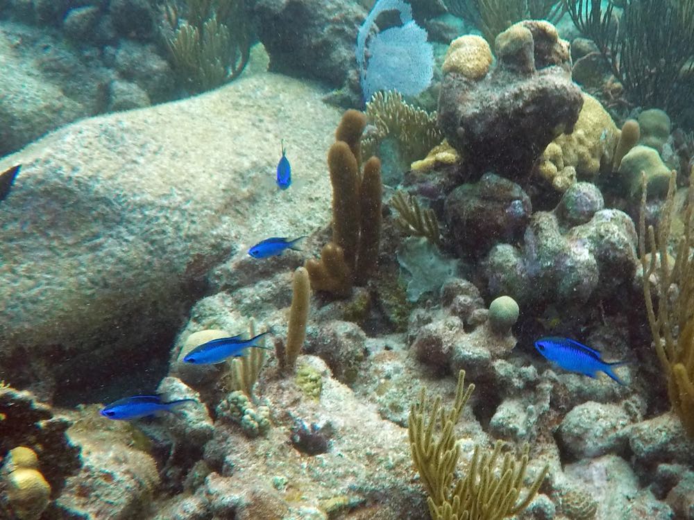 Blue Chromis (4