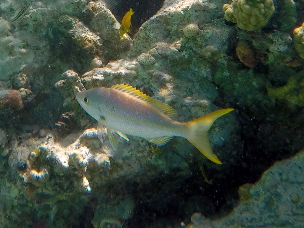 Yellowtail Snapper (12