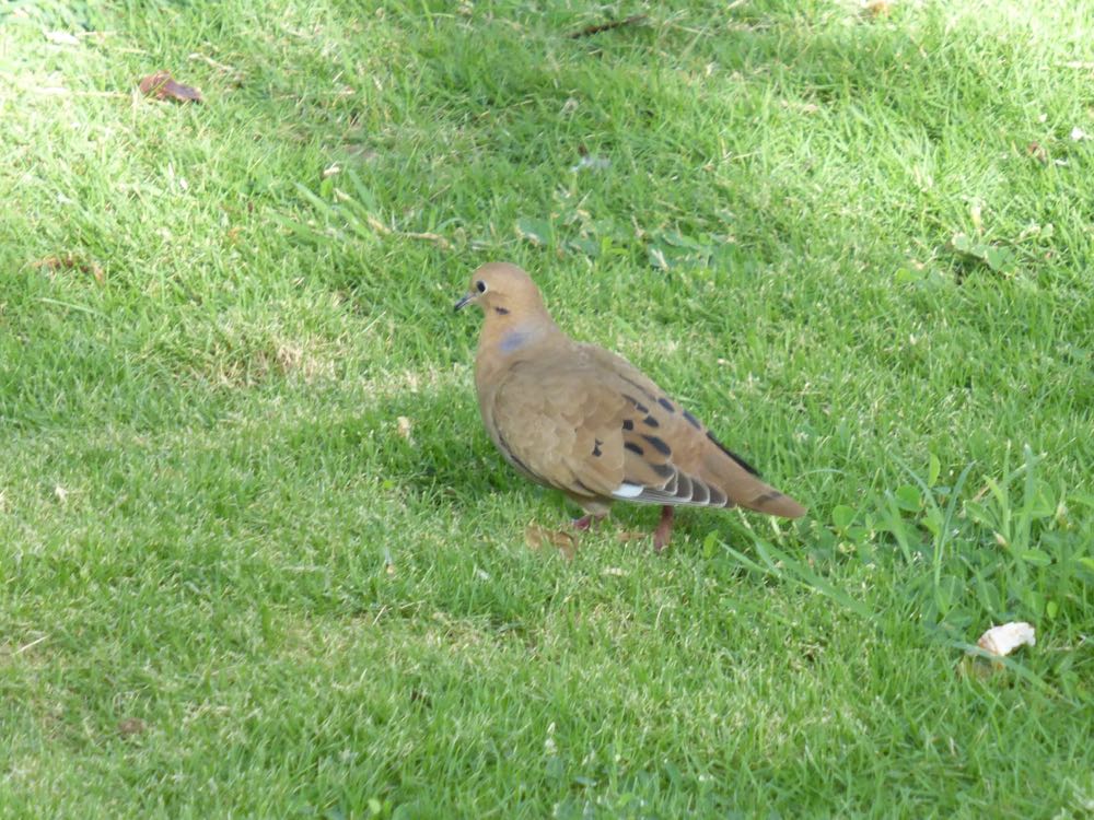 Zenaida Dove