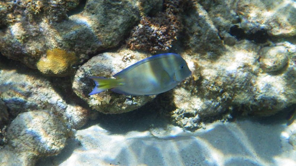 Blue Tang (6