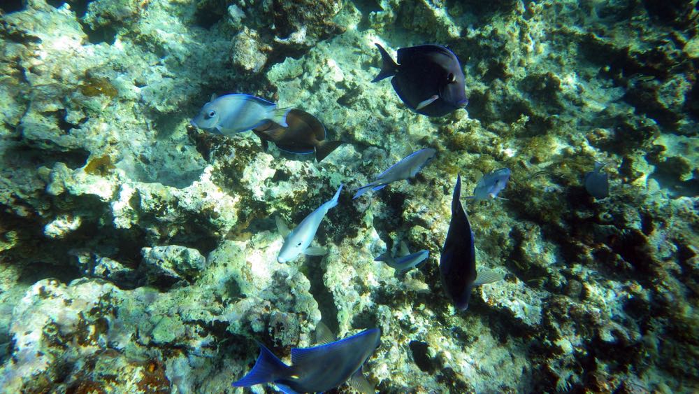 Blue Tang (S)