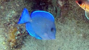 Blue Tang Intermediate