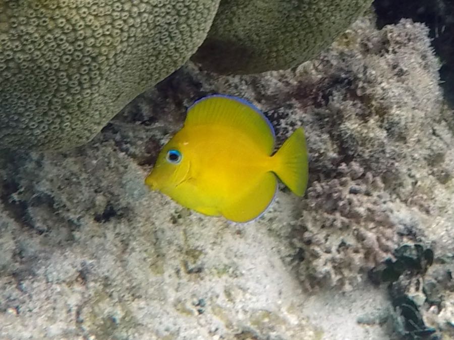Blue Tang Juvenile (1