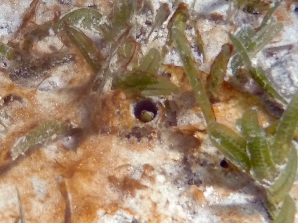 Bluethroat Pikeblenny (2