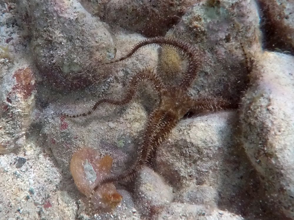 Blunt-Spined Brittle Star (5