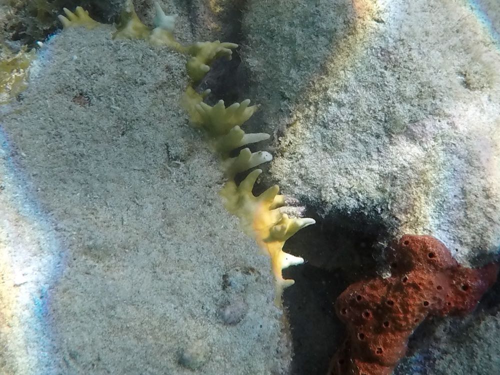 Branching Fire Coral