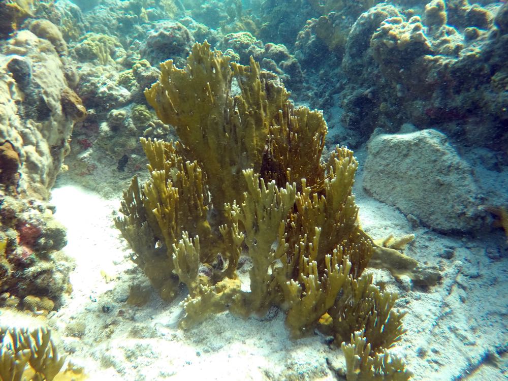 Branching Fire Coral