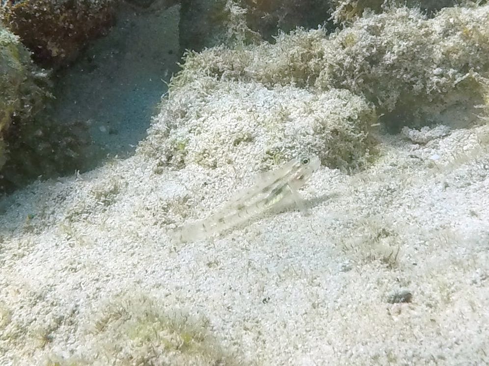 Bridled Goby