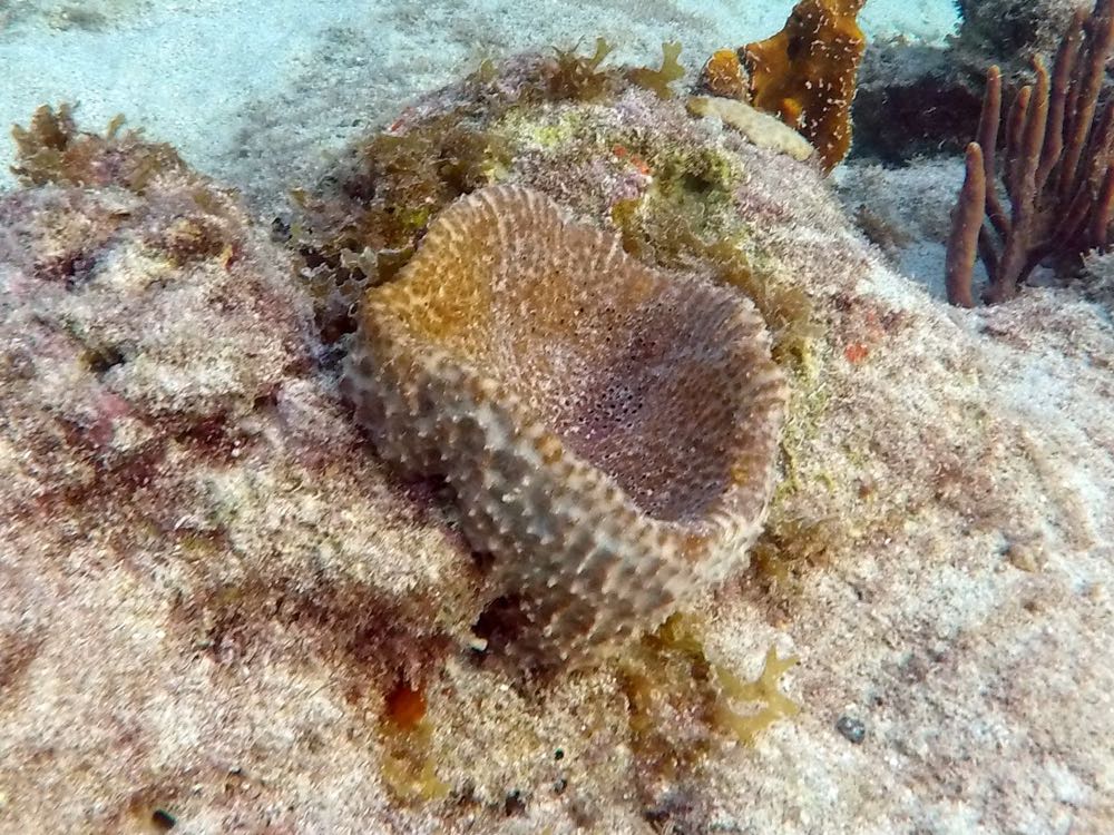 Brown Bowl Sponge