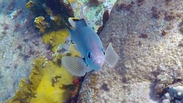 Brown Chromis (S)