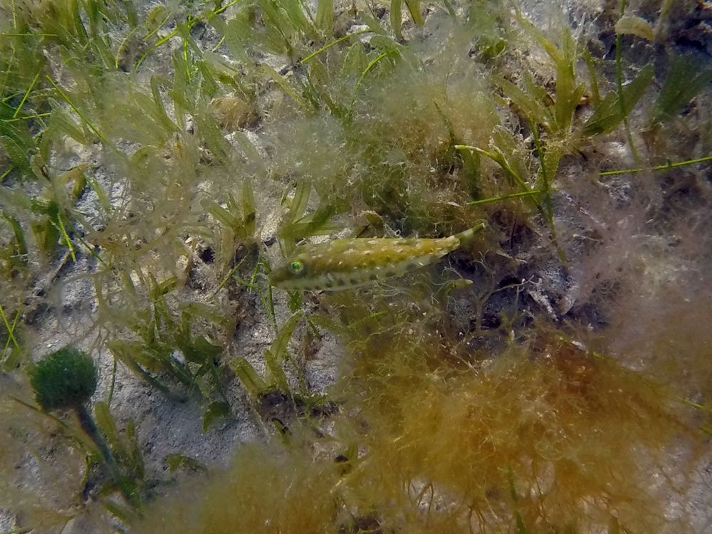 Bandtail Puffer (5