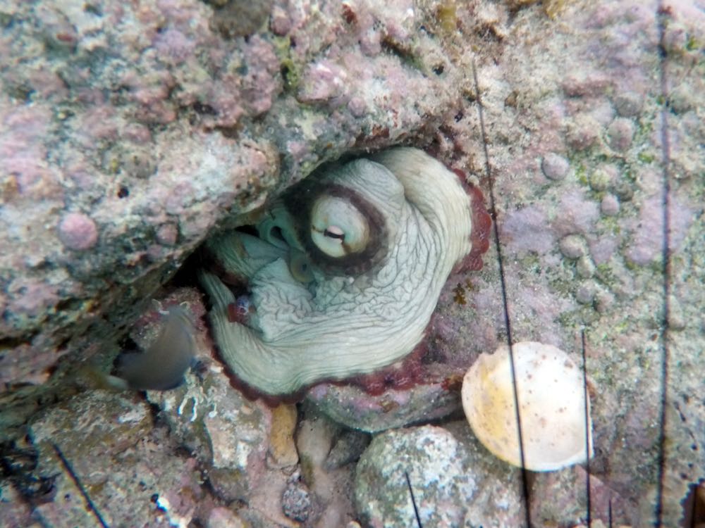 Caribbean Reef Octopus