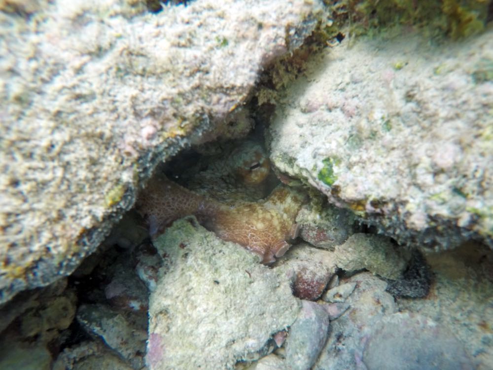 Caribbean Reef Octopus (Scott Bay)