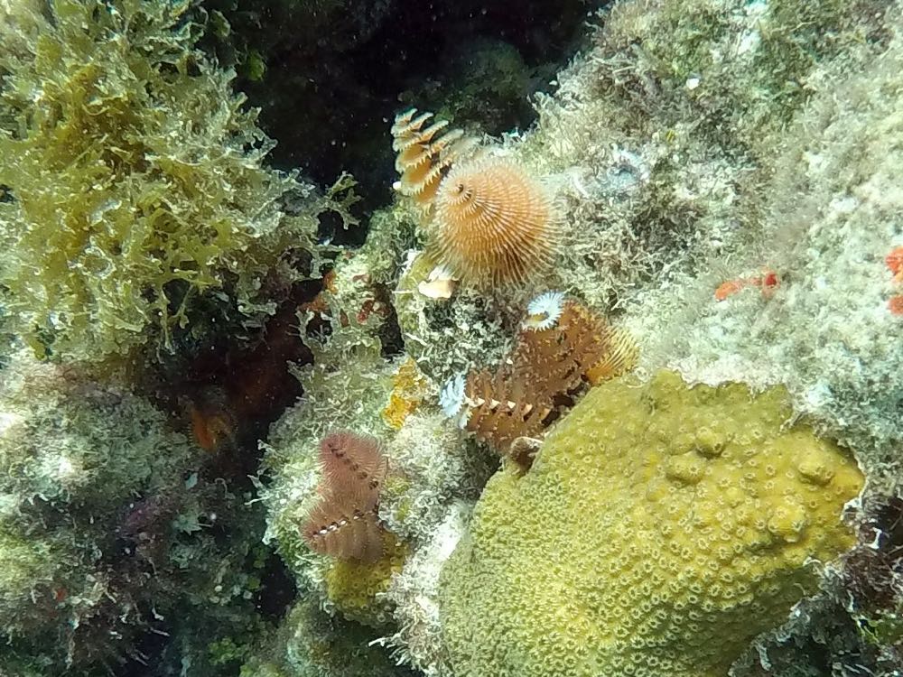 Christmas Tree Worm