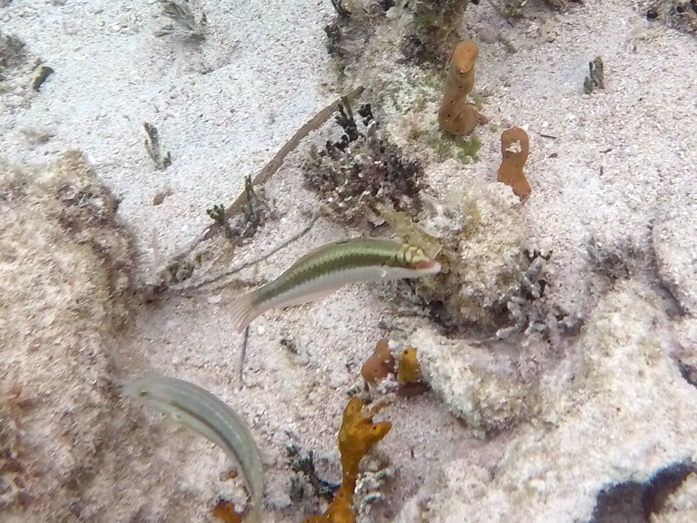 Clown Wrasse Juvenile (4