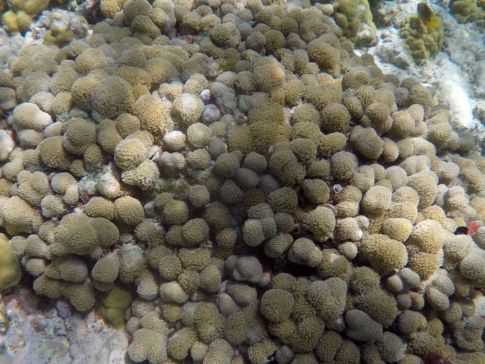 Clubtip Finger Coral