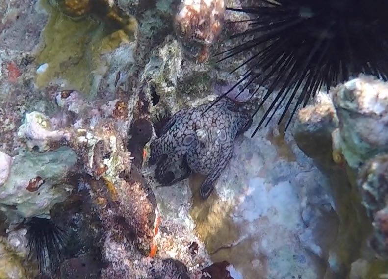 Common Octopus baby