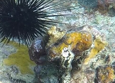 Common Octopus baby (Spring Bay)