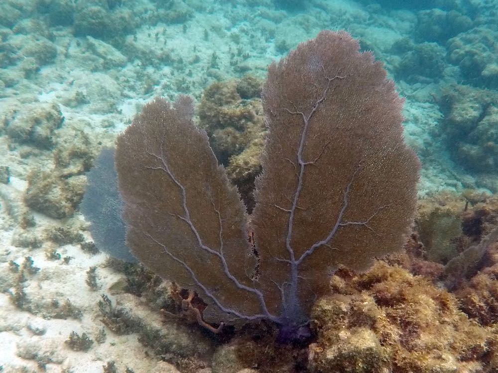 Common Sea Fan