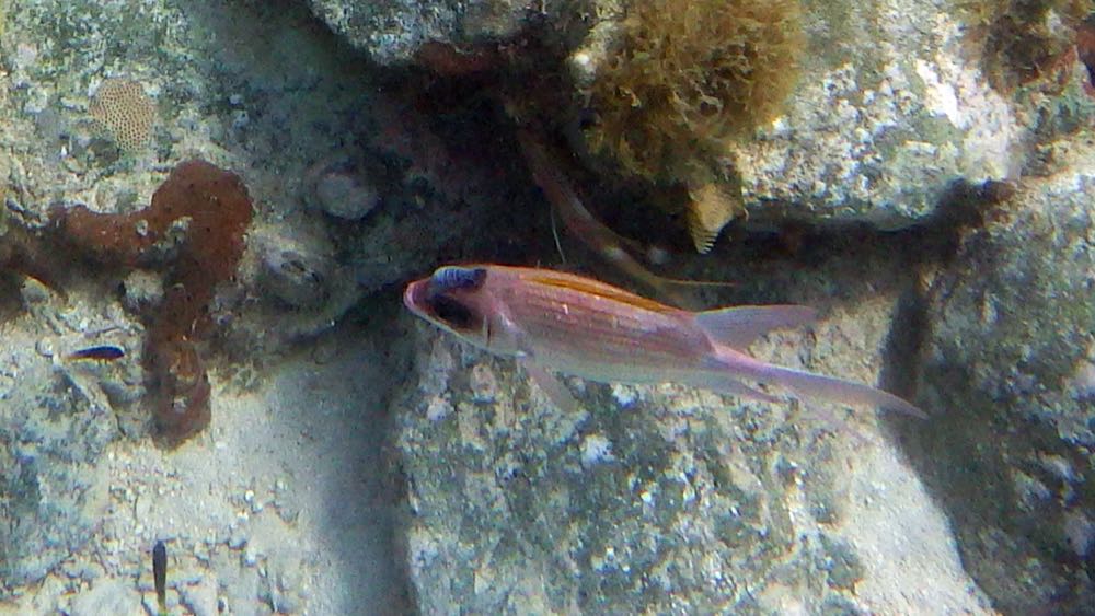 Cymothoid Isopod on a Squirrelfish (S)