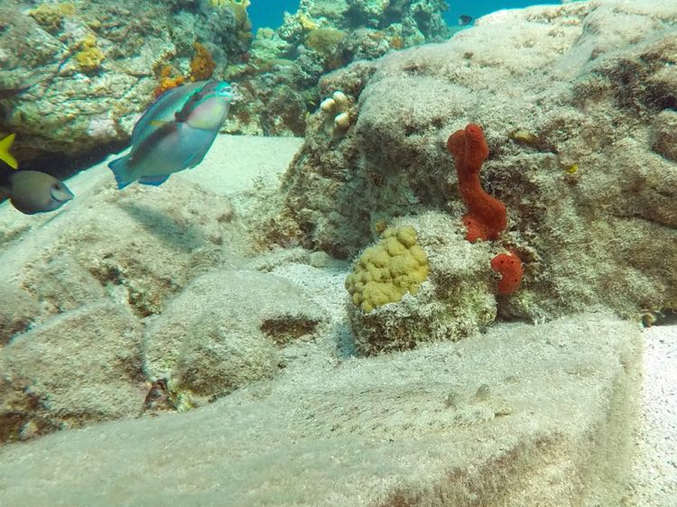 Cooper Island Peacock Flounder (10