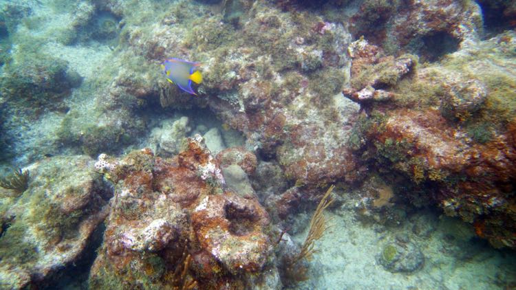 Long bay  Angelfish (S)