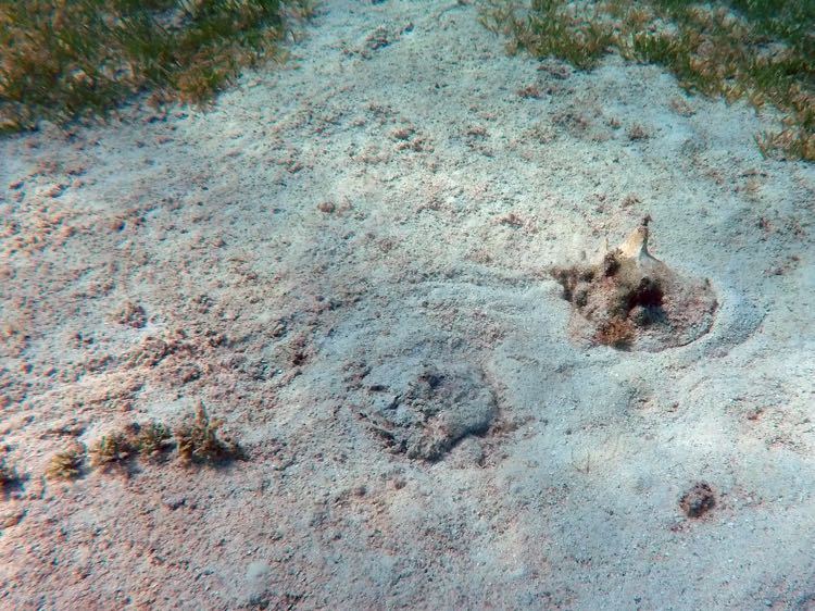 Caneel Bay Queen Conch