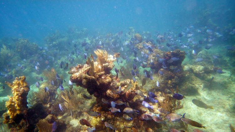 Mt Trunk Blue Tang School (S)