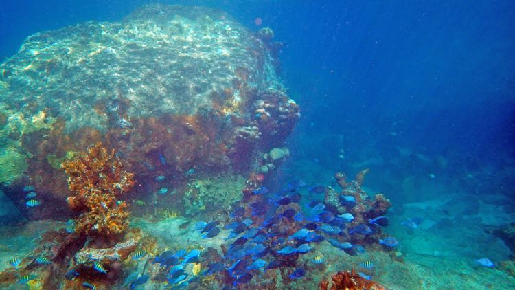 Spring Bay North Blue Tang (S)