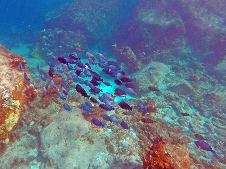 Spring Bay North Blue Tang School 