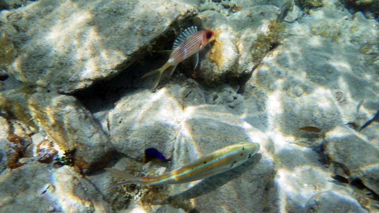 Caneel Longspine Squirrelfish & Bar Jack