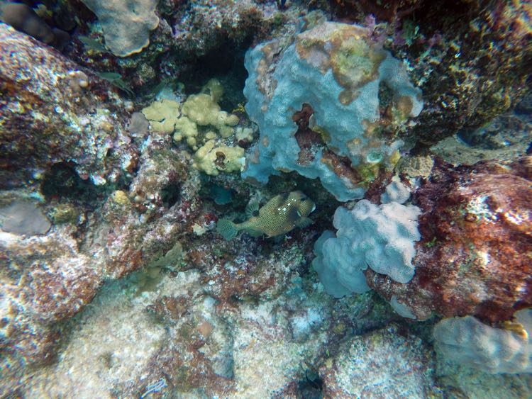 Spring Bay south Spotted Trunkfish