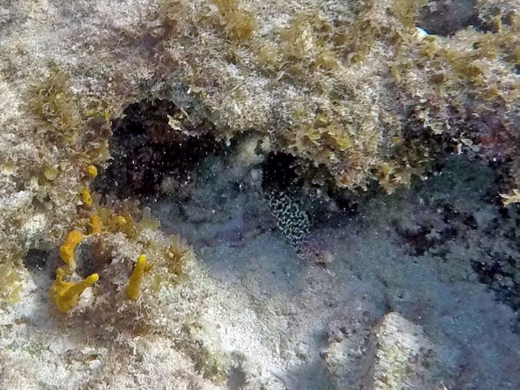 Spring Bay Spotted Moray Eel